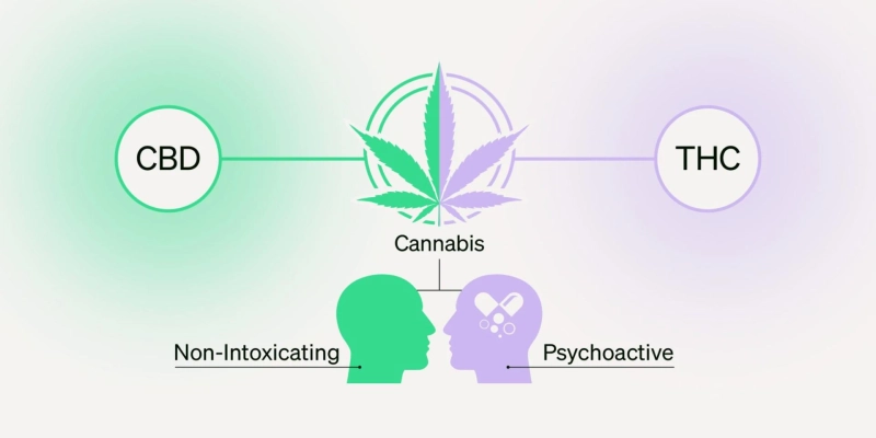 CBD Vs THC: What’s the Difference?