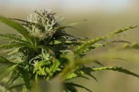 How To Identify High-Quality Ethos Genetics Seeds