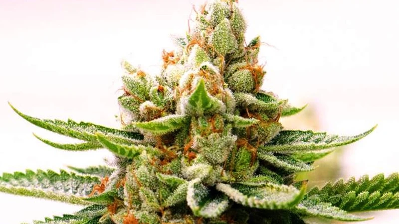 Skywalker Og(Trees Sixty Clones)