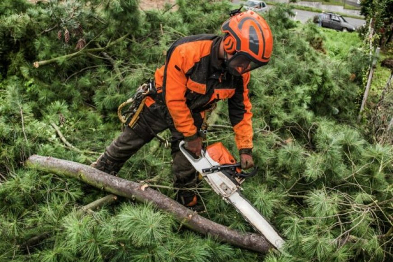 Emergency Tree Surgeons London