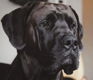 Highlights Of The Breed: Neapolitan Mastiffs