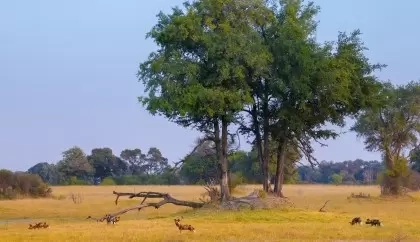 Discover the Unforgettable Beauty of Africa Through Tailored Safari Journeys