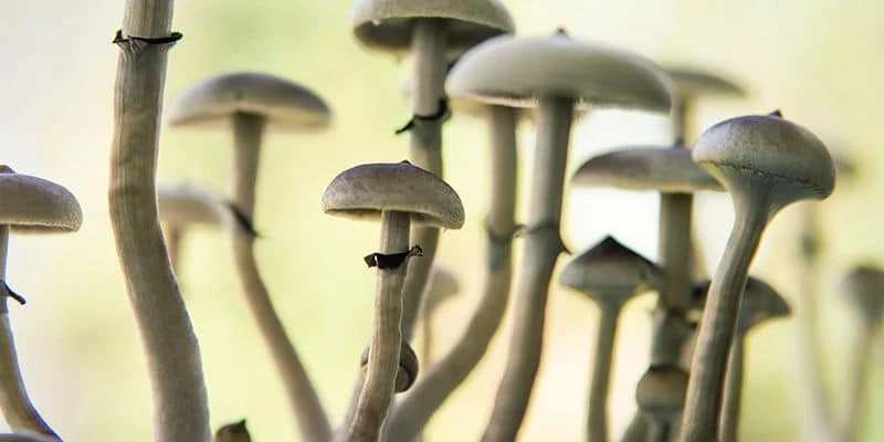 10 Unexpected Ways Buy Magic Mushrooms Canada Can Make Your Life Better.