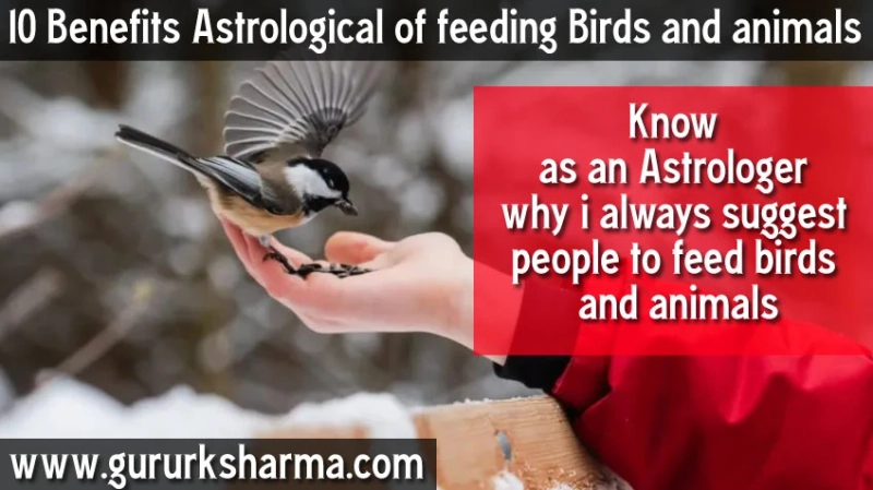 10 Astrological Benefits of Feeding Birds And Animals