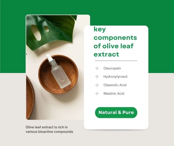 Provide an overview of the key components of olive leaf extract