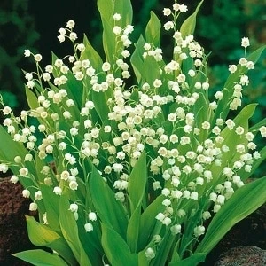 Start Gardening with Lily of Valley Plants for Sale.