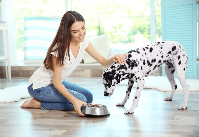 4 Tips To Be a Reasonable Dog Owner