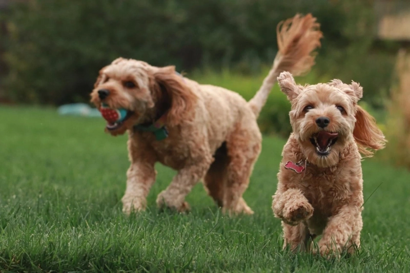 Goldendoodle - Essential Breed Information