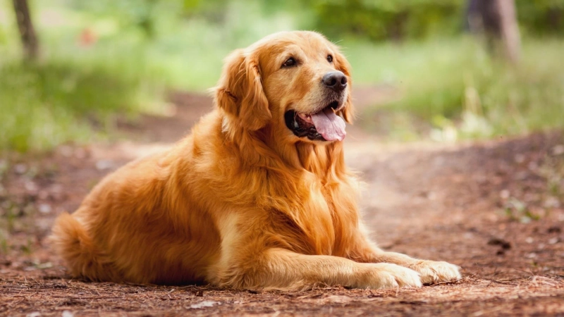 Golden Retriever as a Guard Dog