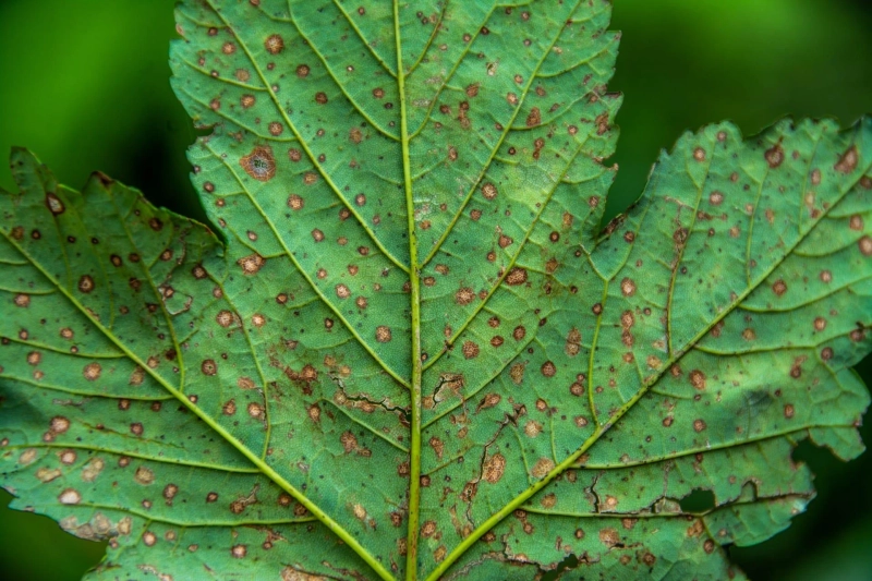 The Essential Role of Expert Tree Service in Pest and Disease Control