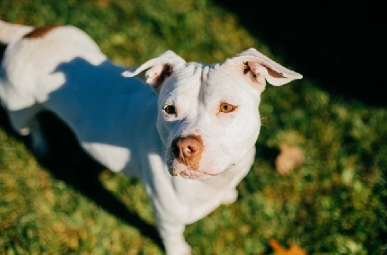 Brushing Tips For Short-Haired Dogs