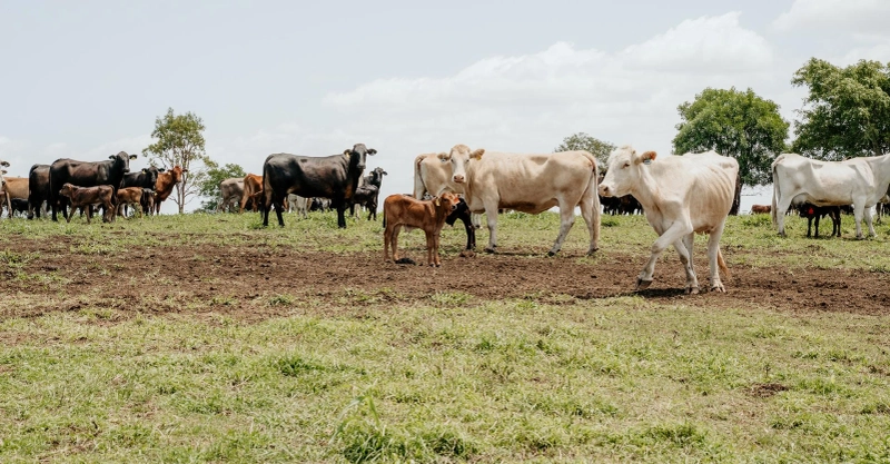Smarter Farming Starts Here: Why Aussie Producers Back CERES TAG