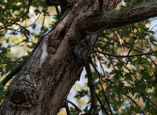 10 Little-Known Benefits of Choosing Experts for Tree Trimming and Pruning Services