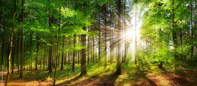 Top Texture and Material Choices for Nature Wallpaper
