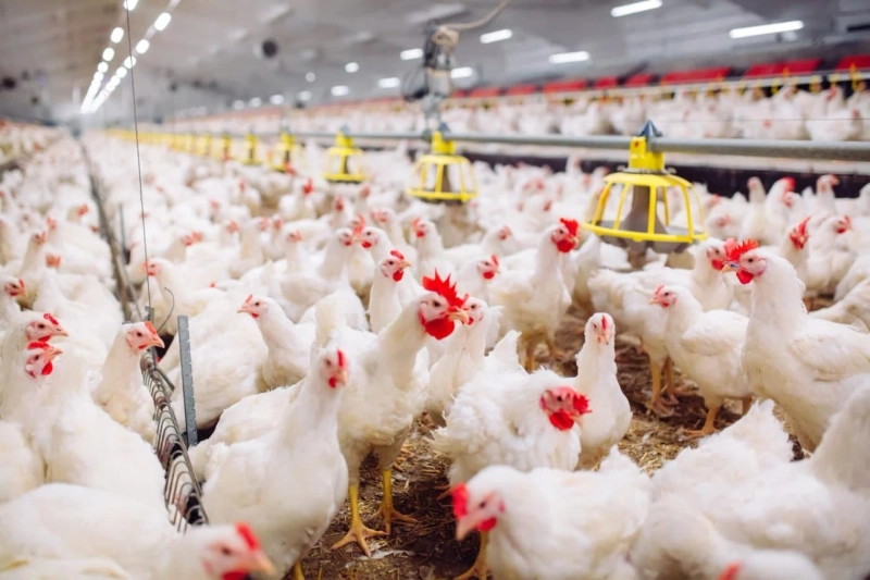 Poultry layer farm