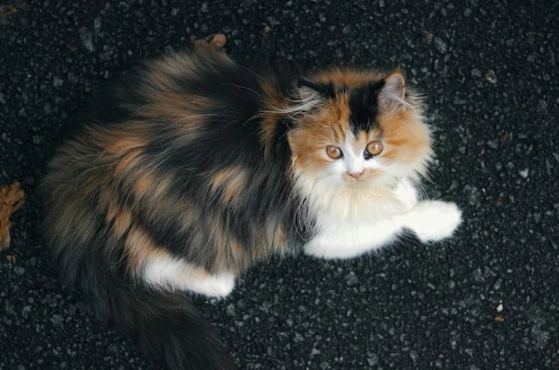 Do Persian Cat Breeds Require Little Maintenance?