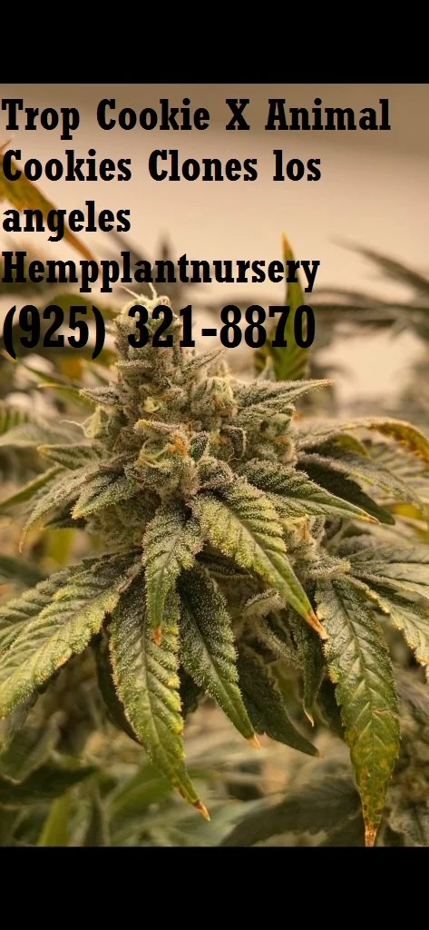 Hemp Plant Nursery Clones Sacremento