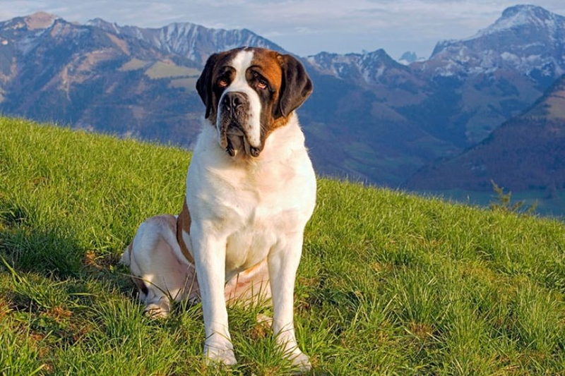 Top 14 Qualities of St. Bernard Poodle Mix Puppies