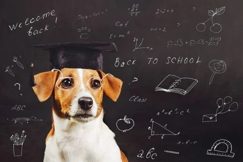 Should Pets Be Allowed In School Pros And Cons