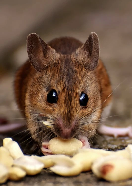 HOW TO DETECT A MOUSE AND RAT PROBLEM EFFECTIVELY?