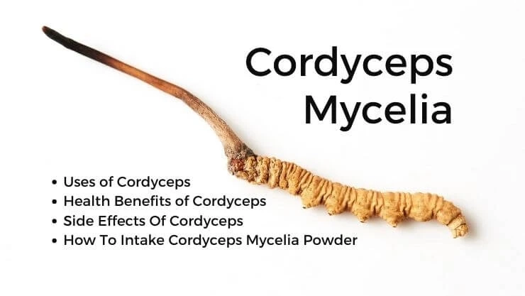 What do You need To Know About Cordyceps Mycelia Powder?