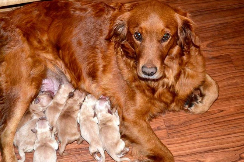 Your Essential Handbook for Acquiring English Cream Golden Retriever Puppies