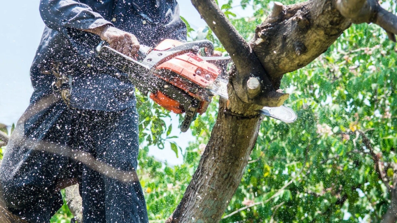 The Importance of Professional Tree Cutting Services for Your Property