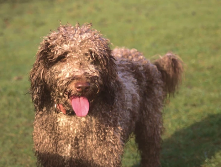 UK Miniature Labradoodle Puppies for Sale: What to Know Before You Buy