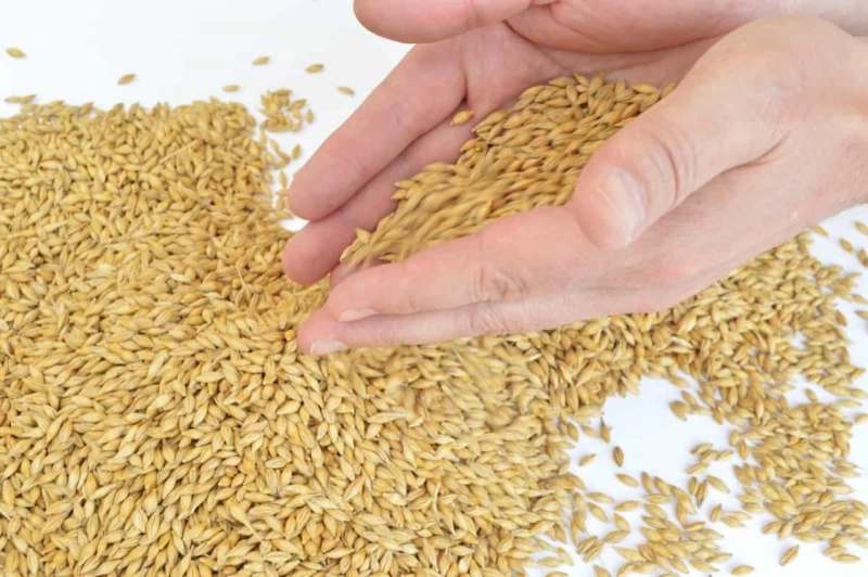 Barley Farming in India: A Guide to Profitable Cultivationost Title