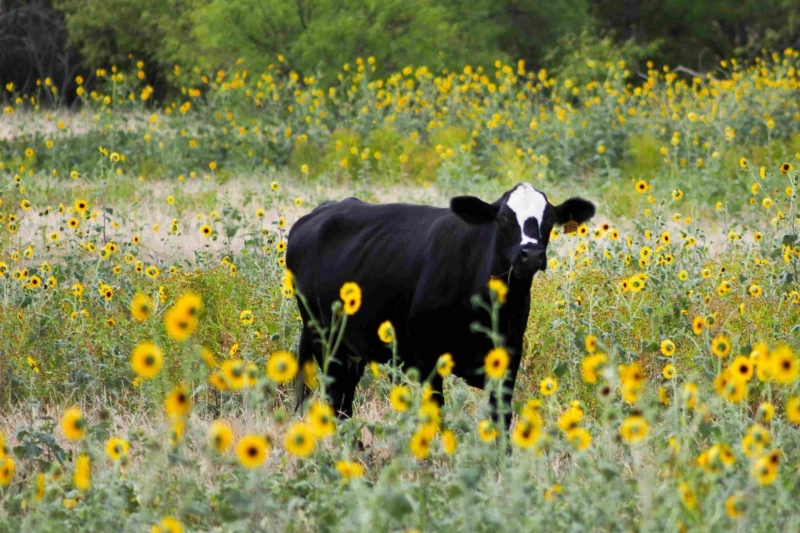 Types of Internal Parasites in Cattle You Need to Know About