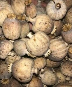 Dried Papaver Pods: A Detailed Overview