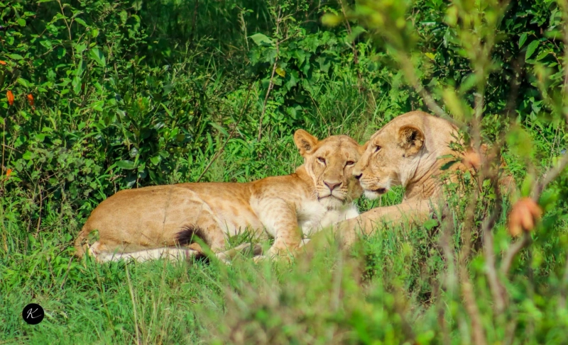 Planning The Perfect Safari Holiday to Maasai Mara, Kenya & Visiting the No 1 Hotel in the World