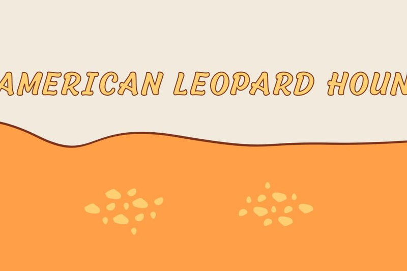The Versatile American Leopard Hound: From Hunting Companion to Family Pet