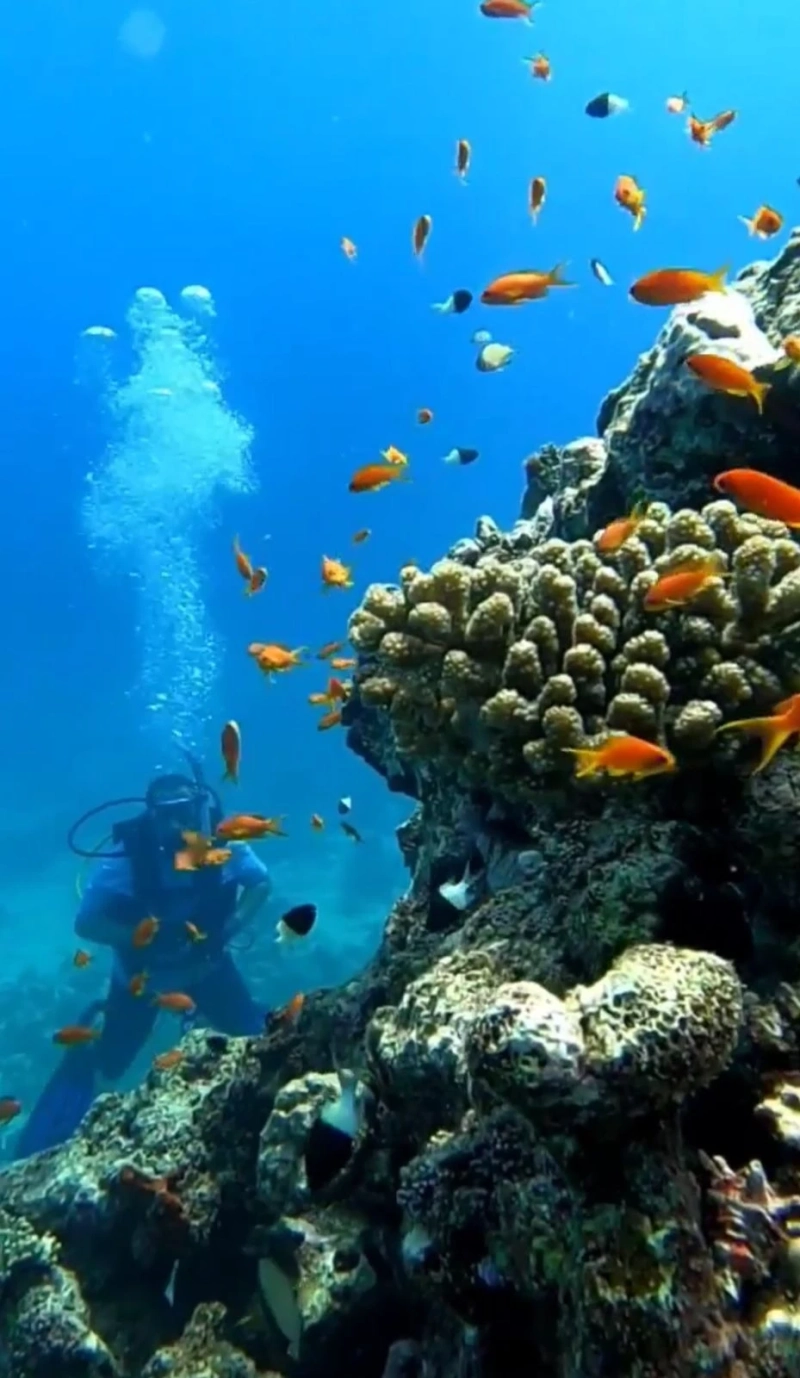 Sapphire Horizons: Mastering Deep Sea Fishing Charters on Jeddah's Red Sea Frontier – Your Definitive Guide