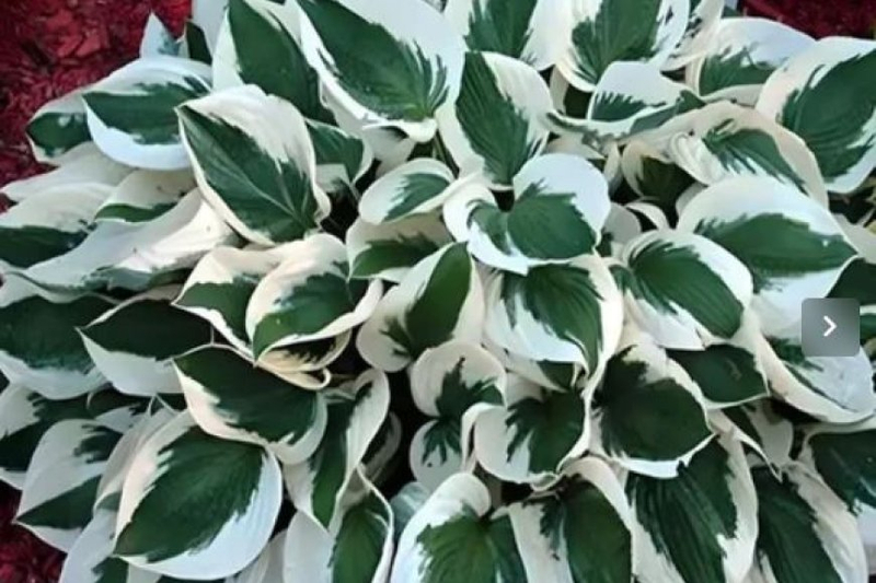 The Benefits of Growing Hosta Plants in Your Garden