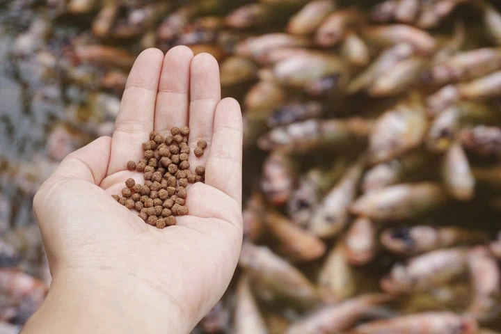 Aquafeed Market worth $120,719.70 Mn by 2031 – Exclusive Report by Research Dive