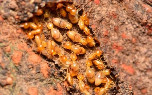 Defending Your Home: The Art of House Insect Control Service and Termite Control in Maryland