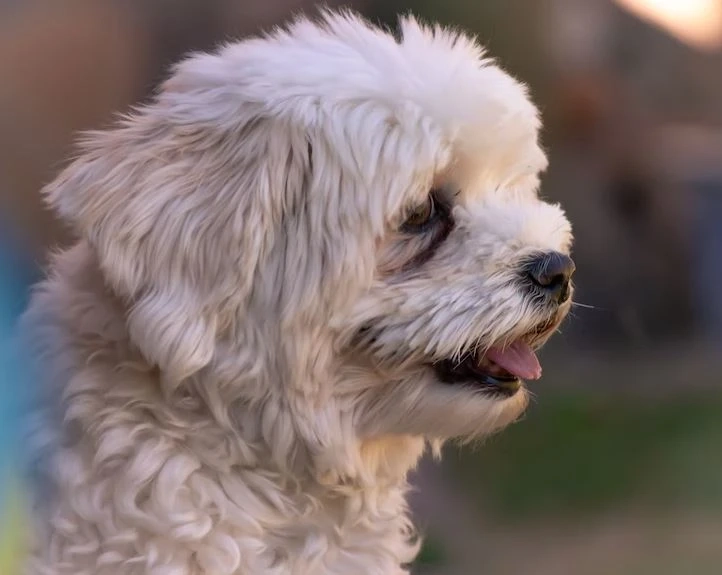 Coat Color And Grooming Of The Havanese