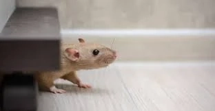 Effective Rat Removal and Pest Control in Lake Arrowhead: Trust Outback Zack