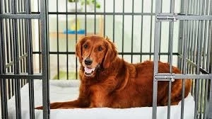 Best Dog Crate for Escape Artists: Keep Your Clever Pup Safe and Secure