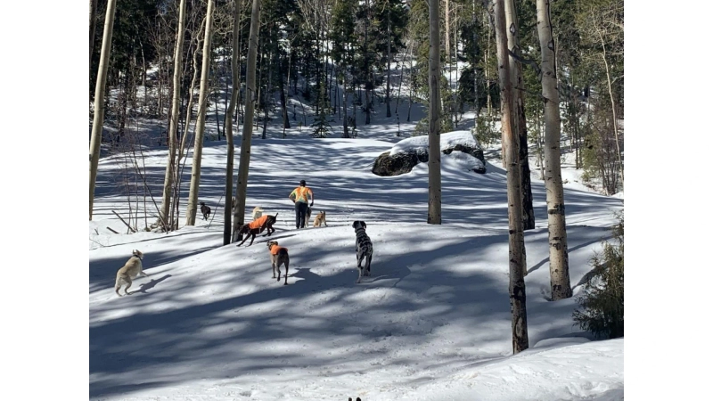 Can Winter Walks Boost Positive Reinforcement Dog Training Results?