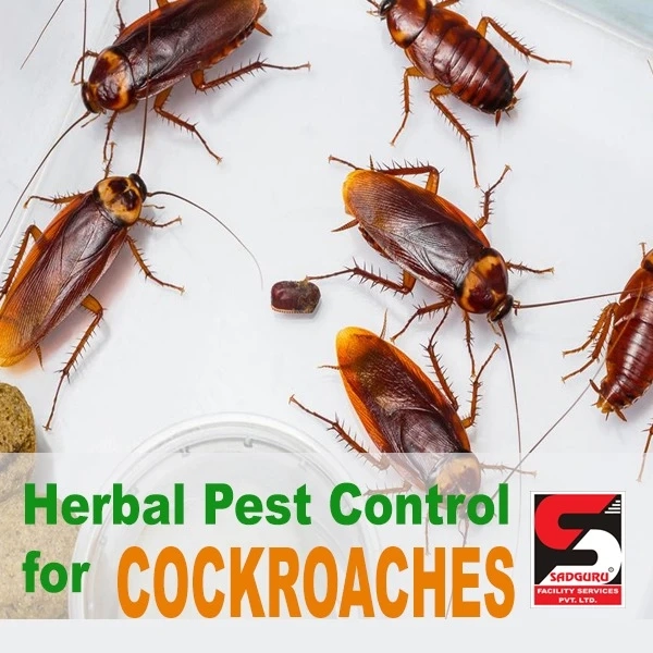 Pest Control Services in Borivali by Sadguru Pest Control