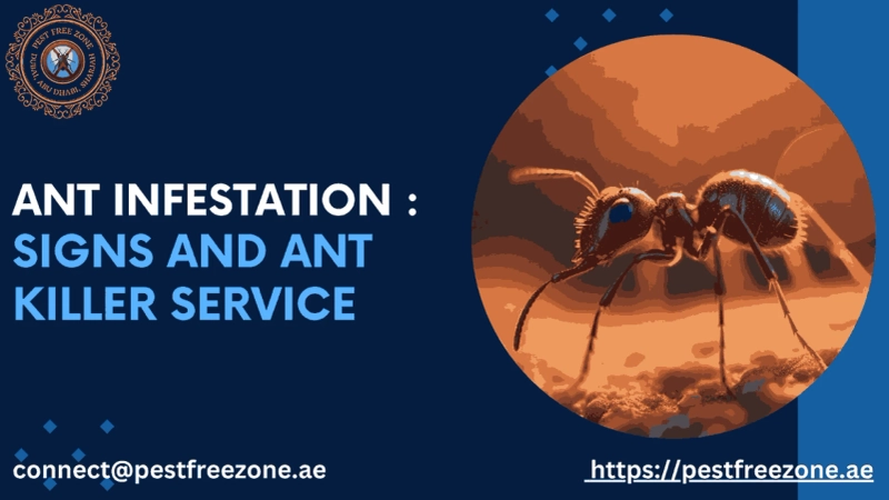 Ant Infestation : Signs And Ant Killer Service