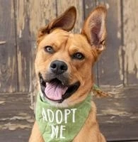 Every Paw Has a Story: How Dog Rescue Is Creating a Kinder World