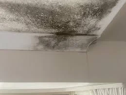 Bedroom Mould Mites