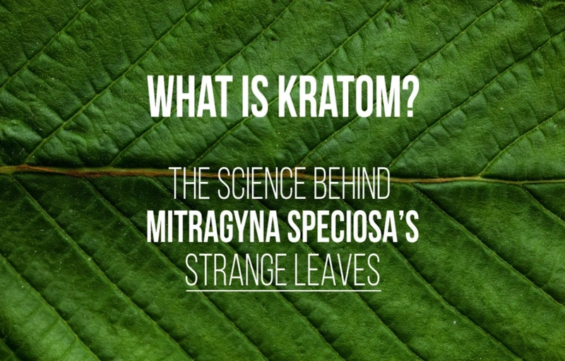 What is kratom? The science behind Mitragyna Speciosa's strange leaves