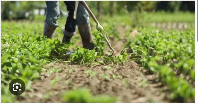 Sustainable Approaches to Weed Management in Landscaping and Agriculture