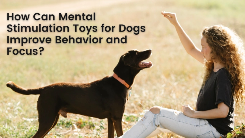 How Can Mental Stimulation Toys for Dogs Improve Behavior and Focus?