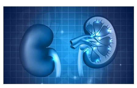 Renal Biomarkers Market2022-2026: Analysed by Business Growth, Development Factors, Applications, and Future Prospects