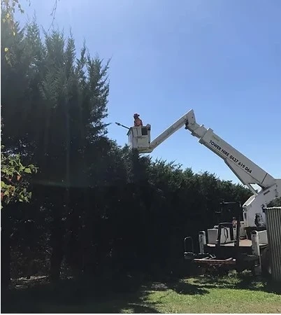 A Comprehensive Guide to Tree Pruning